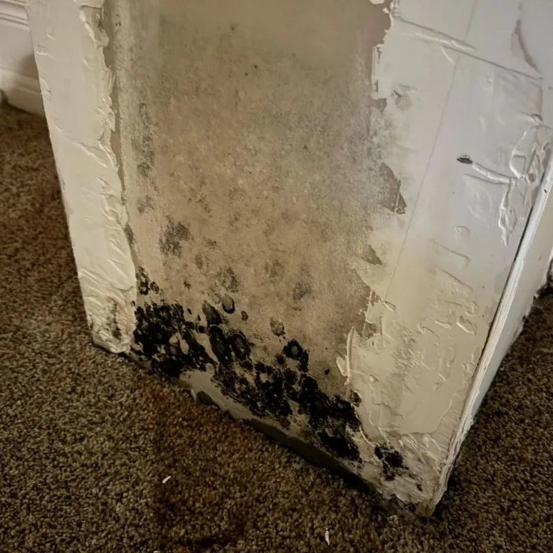 Professional Mold Removal in Crowley, TX
